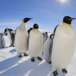 Job în Antarctica cu 2.500 € lunar, dar condiții greu de suportat
