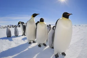 Job în Antarctica cu 2.500 € lunar, dar condiții greu de suportat